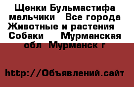 Щенки Бульмастифа мальчики - Все города Животные и растения » Собаки   . Мурманская обл.,Мурманск г.